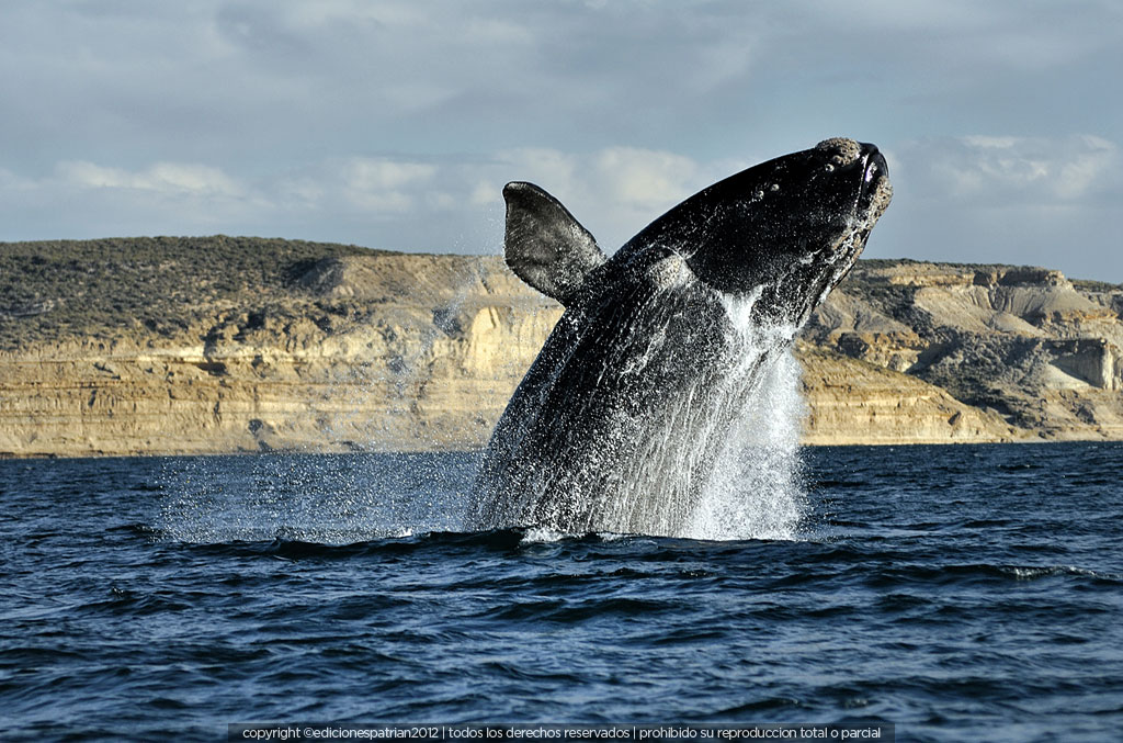 Lo que dejó el Día Mundial contra la Caza de Ballenas 