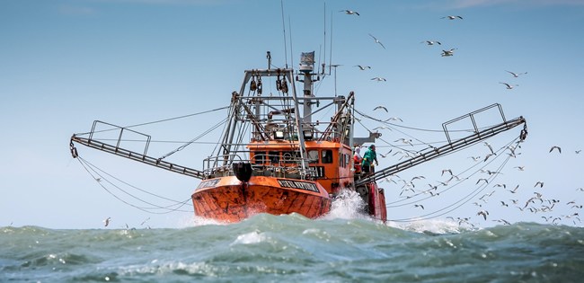 Pesca: la materia prima argentina valorada (pero en España) | Patagonia.net