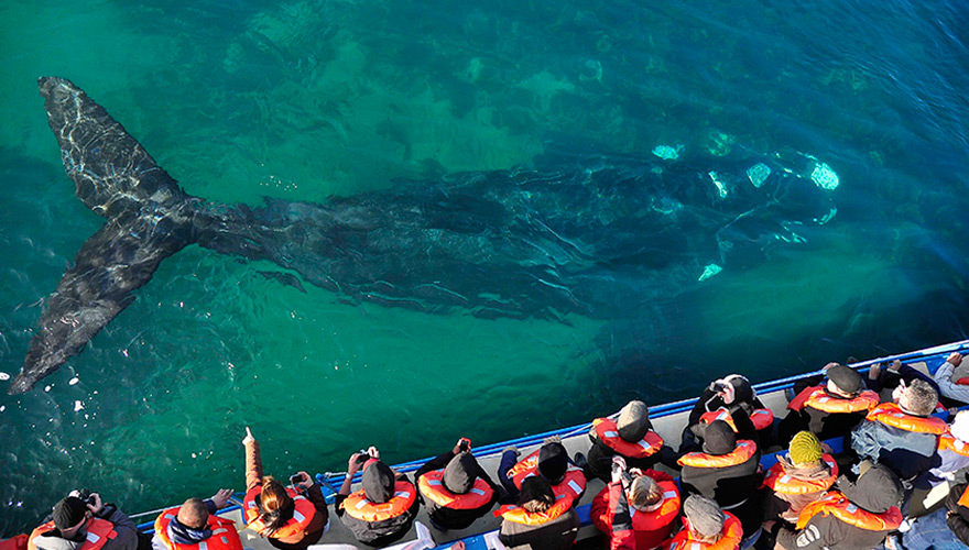 ¿Cuándo es la temporada de ballenas en Cancun?