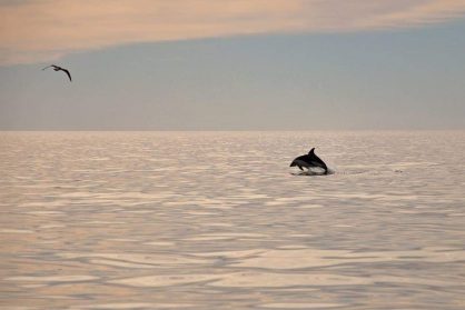 Delfines en Puerto Madryn